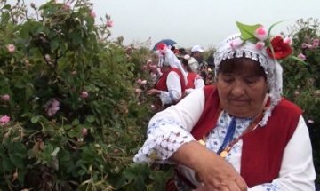 Розоберът започна, а производители готвят протести