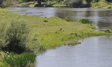 Водолази вадят тяло от река Марица в Пловдив