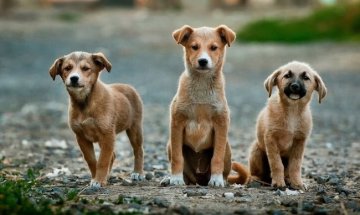 Откриха мъртви шест от кучетата на връх Перелик