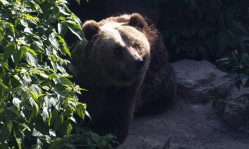 Протест в Италия за освобождаване на мечка, убила млад мъж