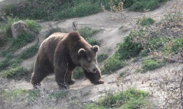 Снимка БГНЕС, архив