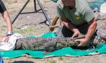 Стопанинът на Кроко му стягал муцуната със свинска опашка 