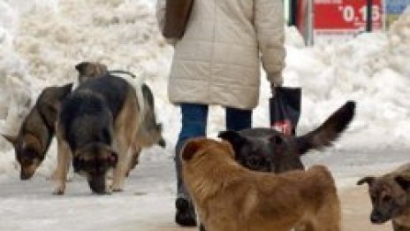 Без евтаназия за бездомните кучета, отиват в приют