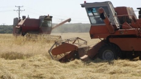 Зърното поевтинява на стоковата борса, олиото поскъпва