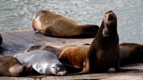 Неспирен секс уби морски лъв в Германия