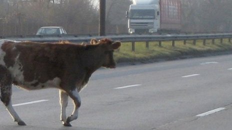 Пиян младеж се вряза с Алфа Ромео в стадо крави