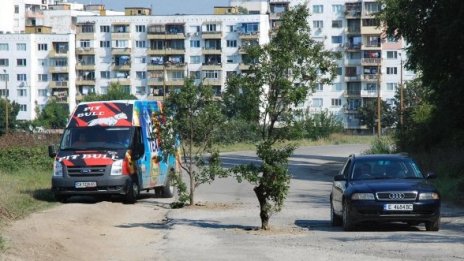 Зевзек бодна дъбове на шосе край Благоевград