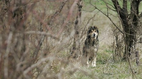 Кучетата не били виновни за смъртта на Кристина