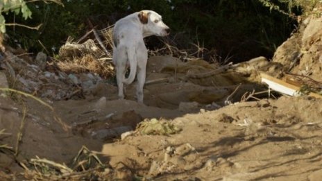 Бащата на разкъсаната от кучета Кристияна завежда дело