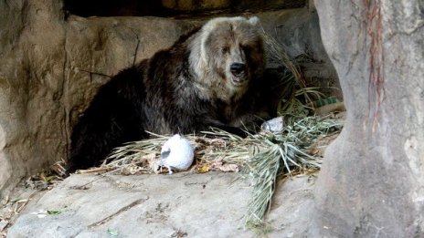 Мечка уби бунтовници в Кашмир, окупирали й бърлогата