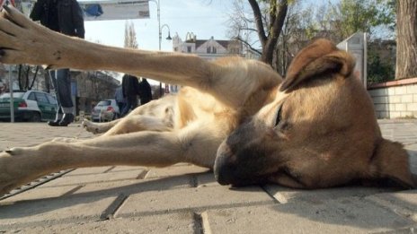 Бездомни кучета нахапаха 15-годишна в Плевен