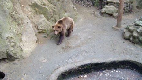 Животните в Айтоския зоопарк сърбат липов чай