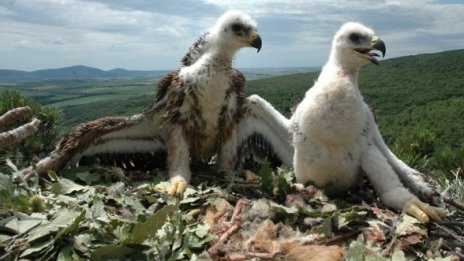 Излюпиха се царски орлета в Сакар и Странджа