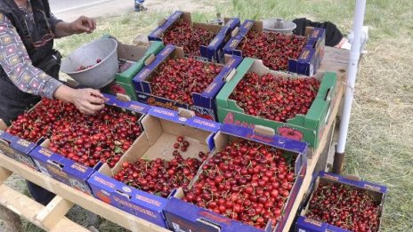 Надути цени на черешите заради Задушница