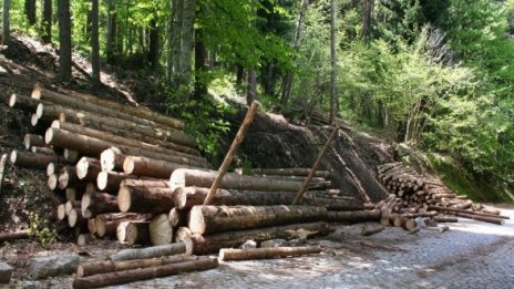 ЕС забранява незаконната дървесина