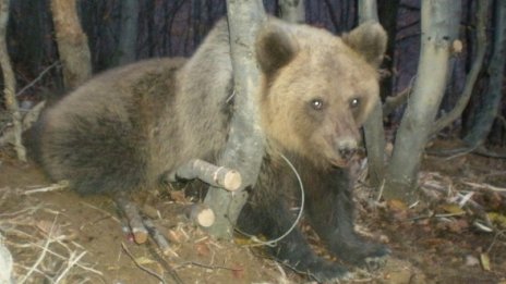 Мечка се нахвърли върху жена, докато беряла гъби в гората