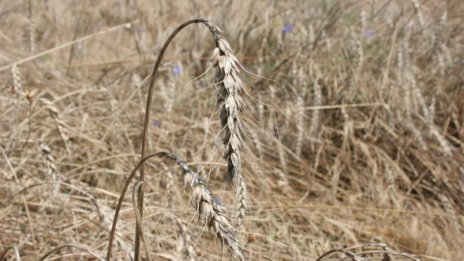 Цените на пшеницата се върнаха на рекордните 330 лв. от август