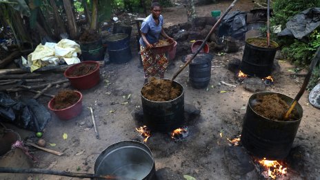 Краят на евтиното палмово масло? Производството спира, тъй като търсенето на биодизел нараства