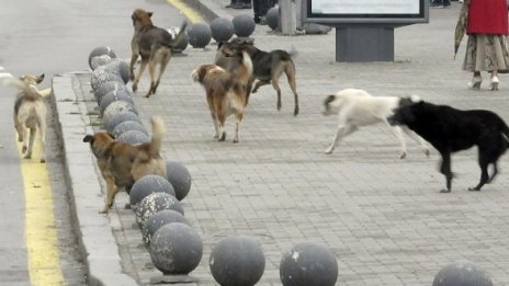 Осъдиха Столичната община заради дете, ухапано от куче