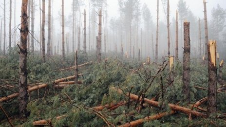 В Китай с бързи темпове залесяват горите