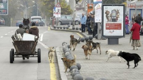 ВМРО: Проблемът с бездомните кучета е все по-сериозен