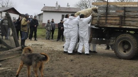 Съмнение за ново огнище на шап в Ямболско