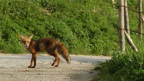 Със самолети ваксинират лисиците срещу бяс