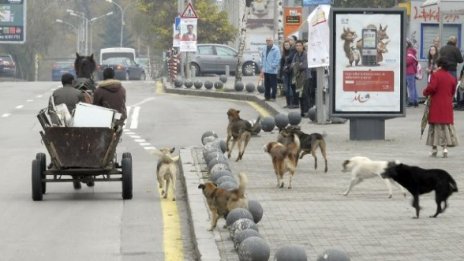 Броят на бездомните кучета в София растe