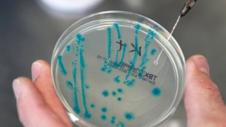 Заразата с E.coli дошла със семена от бобови растения от Египет