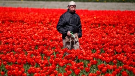 Холандия може да отложи с 2 години отварянето на пазара на труда за нас