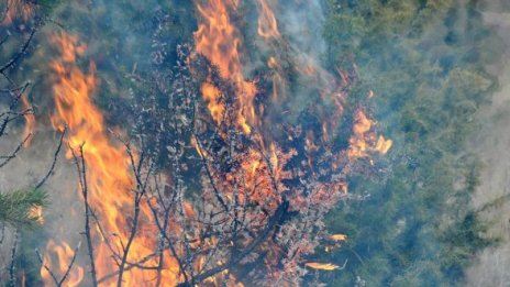 60 дка гора горят край пловдивското село Джурково