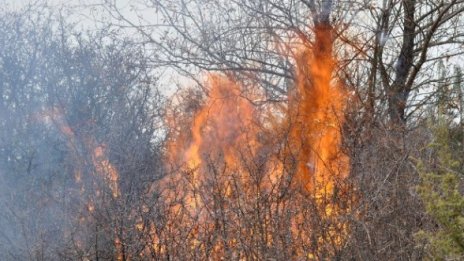 Огнеборци овладяха голям пожар край Якоруда