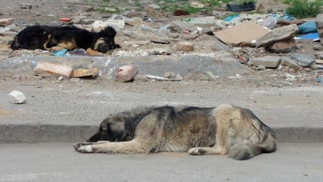 Куче нахапа бременна жена в Пловдив