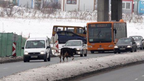 Внимание! Теле снове по Околовръстното