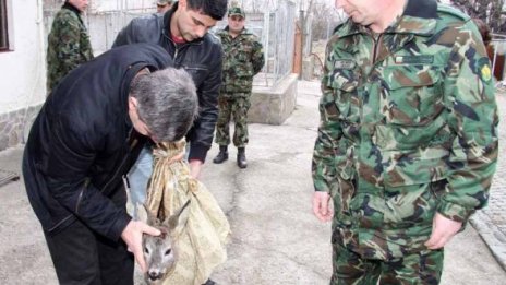 Военни спасиха млад сръндак, подгонен от кучета 