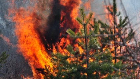 80 декара гора и вила изгоряха край Севлиево