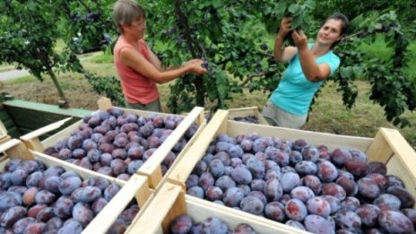 Отново връщаме пари по САПАРД