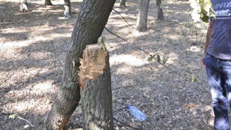 Дърво уби мъж при сеч в село край Антоново