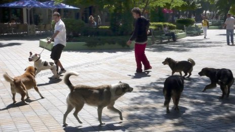 Всяко второ бездомно куче било изхвърлено