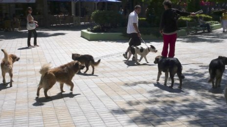 Строежът на втория кучешки приют е в ход