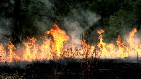 Пожарът край хасковското село Динево е потушен