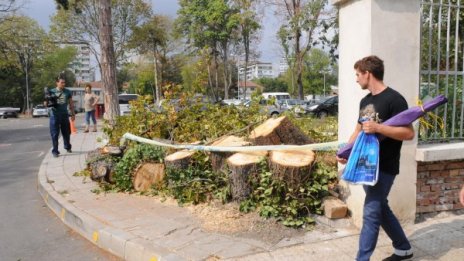 Трагедия в центъра на Бургас - паднало дърво уби млад мъж 