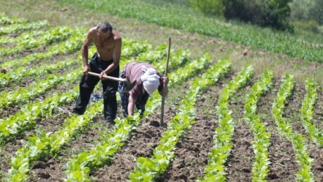 Промените в евродирективата за тютюните няма да засегнат ориенталските сортове