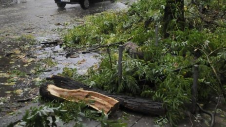 Клон падна върху жена в Ямбол заради силния вятър