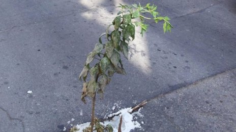 Варненец засади дръвче в улична дупка