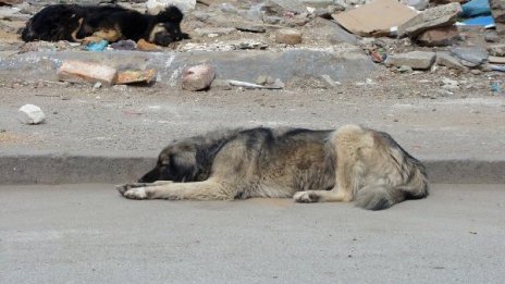 Нахапан от куче осъди общината в Русе 