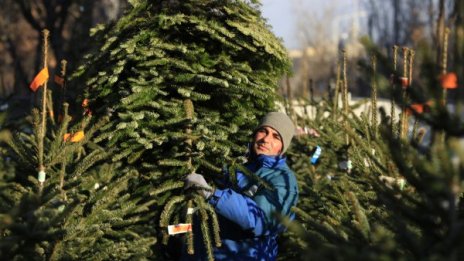 Коледната елха може да предизвика алергична реакция