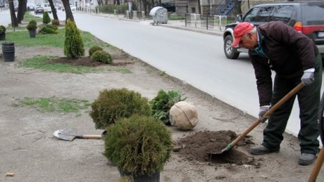 Озеленяват Стара Загора с дръвчета, цветя и цъфтящи храсти