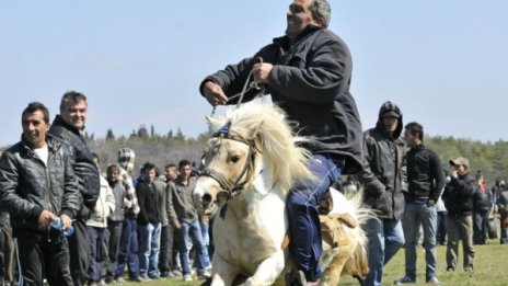 Хайде на кушии - може и с понито Бойко, защо не и с магаре 