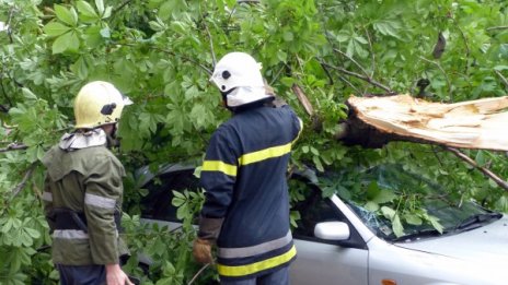 Момиче пострада леко в Русе от съборено дърво 